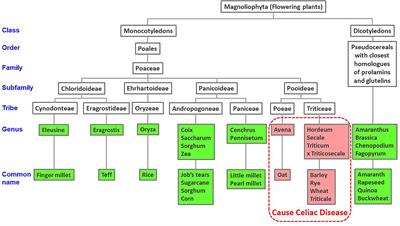 Development of a Sequence Searchable Database of Celiac Disease-Associated Peptides and Proteins for Risk Assessment of Novel Food Proteins